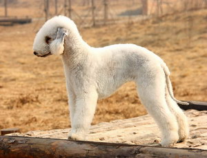 貝靈頓梗腸胃炎癥狀有哪些 貝靈頓梗腸胃炎治療預防方法