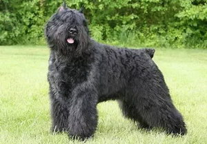 波蘭德斯布比野犬發燒處理方法