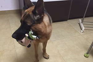 怎么訓練德牧叼東西