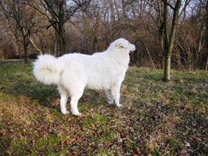 庫瓦茲犬嘔吐發(fā)抖怎么回事 嘔吐發(fā)抖原因介紹