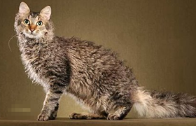 拉邦貓眼屎多怎么辦 拉邦貓眼屎多原因