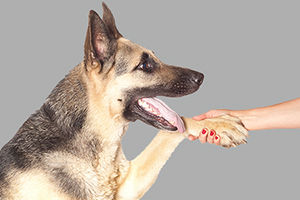 德國牧羊犬訓練握手教程