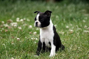 波士頓梗有寄生蟲怎么處理 波士頓梗寄生蟲預(yù)防方法