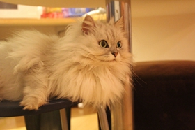 金吉拉貓身上有跳蚤怎么去除 跳蚤去除方法