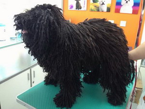 波利犬得了犬瘟怎么辦 波利犬犬瘟熱治療方法