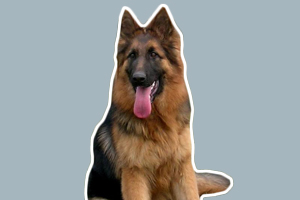 德國牧羊犬怎樣訓練大小便