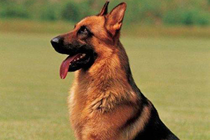 德牧訓練坐下方法是什么