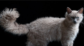 拉邦貓發(fā)燒怎么治療 拉邦貓發(fā)燒治療方法