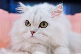 金吉拉貓怎么洗耳朵 金吉拉貓洗耳朵步驟