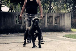 護衛(wèi)犬怎么訓練撲咬