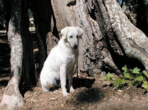 怎么預(yù)防庫瓦茲犬貧血 庫瓦茲犬貧血防治方法