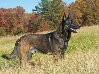 馬里努阿犬有寄生蟲怎么處理 馬里努阿犬寄生蟲預(yù)防方法