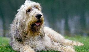 奧達獵犬感冒吃什么藥 獵水獺犬感冒照顧方法