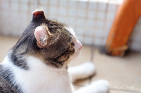 美國卷耳貓有狂犬病嗎 美國卷耳貓狂犬病癥狀