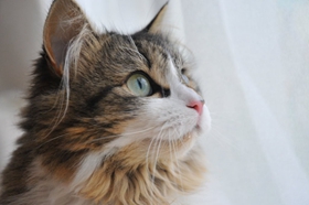 波米拉貓乳腺炎怎么治療 乳腺炎治療控制辦法