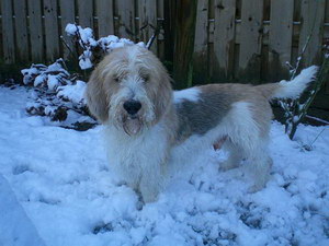 迷你貝吉格里芬凡丁犬眼睛發紅眼屎多解決方法