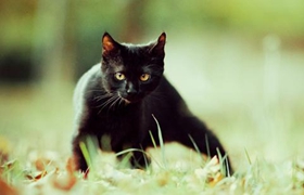 孟買貓癌癥有什么征兆 癌癥征兆介紹