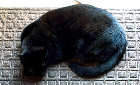 哈瓦那棕貓嘴巴臭怎么辦 哈瓦那貓嘴巴臭解決辦法