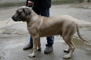 馬士提夫犬發(fā)燒怎么解決 馬士提夫獒犬發(fā)燒處理方案