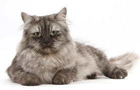 緬甸貓毛囊炎如何治療 毛囊炎治療方法