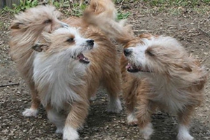 葡萄牙波登可犬抽搐怎么辦 葡萄牙波登可犬抽搐應對方法