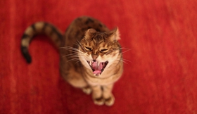 威爾斯貓?jiān)趺搭A(yù)防圓線蟲病 圓線蟲預(yù)防治療方法