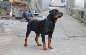 羅威納犬護主怎么訓練 羅威納犬護主訓練技巧