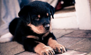 怎么訓(xùn)練羅威納犬握手 羅威納犬握手訓(xùn)練