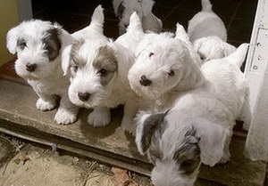 錫利哈姆梗壞習慣怎么糾正 錫利哈姆梗壞習慣糾正技巧