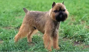 布魯塞爾格里芬犬怎么訓(xùn)練拒食