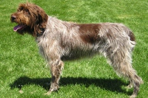 剛毛指示格里芬犬拉稀怎么辦 拉稀治療方法