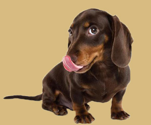 狗吃屎怎么解決