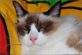 伯曼貓臍疝是什么 臍疝發病原因介紹