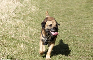 邊境梗嘔吐怎么回事 邊境嘔吐解決辦法