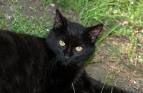 孟買貓拉稀怎么辦 孟買貓拉稀原因介紹