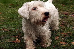 怎么訓練錫利哈姆梗站立 錫利哈姆梗站立訓練心得