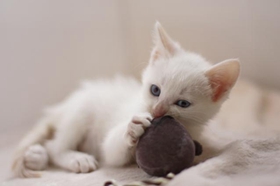 威爾斯貓咳嗽怎么辦 威爾斯貓咳嗽治療方法