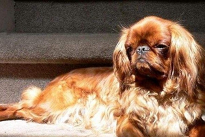 英國玩具獵鷸犬訓練要注意什么