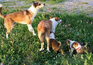 怎么訓練挪威倫德獵犬大小便 挪威倫德獵犬定點上廁所訓練