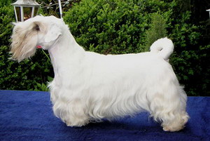 錫利哈姆梗亂咬人怎么辦 錫利哈姆梗亂咬人糾正流程