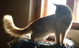 如何治療索馬里貓疥癬病 疥癬病治療方法