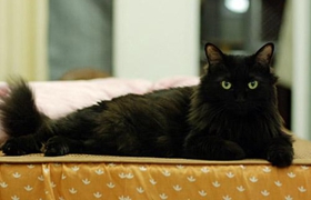 孟買貓咳嗽怎么治療 孟買貓咳嗽治療方法