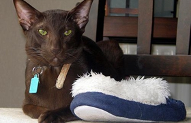 哈瓦那棕貓打噴嚏什么原因 哈瓦那棕貓打噴嚏原因介紹