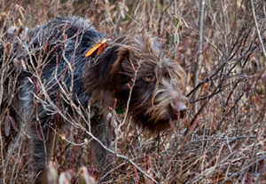 剛毛指示格里芬犬骨折怎么處理