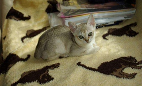 新加坡貓傳染性鼻氣管炎怎么治 傳染性鼻氣管炎治療方法