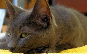 科拉特貓生病有什么表現 科拉特貓生病表現