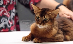 索馬里貓禿毛癬怎么防治 禿毛癬防治方法