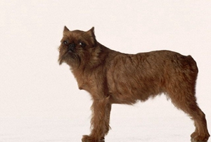 如何訓(xùn)練布魯塞爾格里芬犬隨行