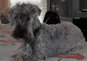 錫利哈姆梗趴下怎么訓練 錫利哈姆梗躺下訓練教程