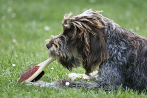 剛毛指示格里芬犬身上有蟲怎么辦